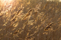 Canon EF 85mm f1.8 USM